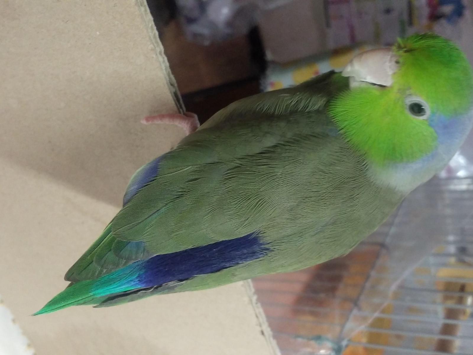 ふうたちゃん ふうたちゃん