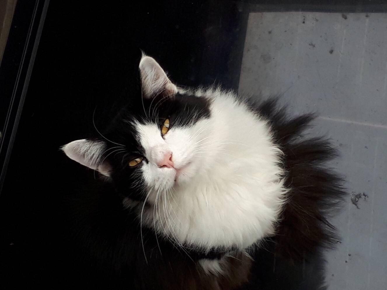 目撃された猫 目撃された猫