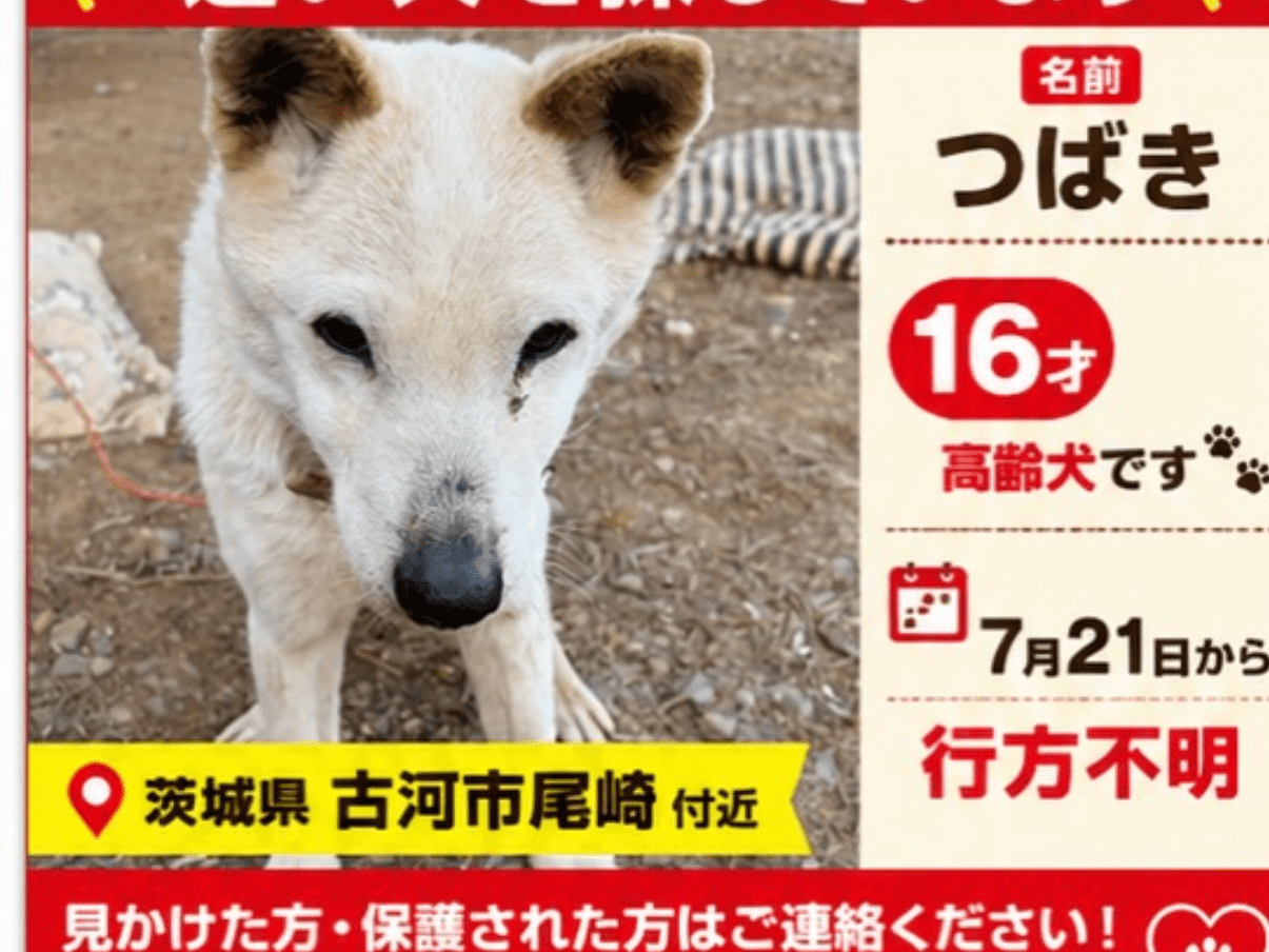 つばきちゃん つばきちゃん