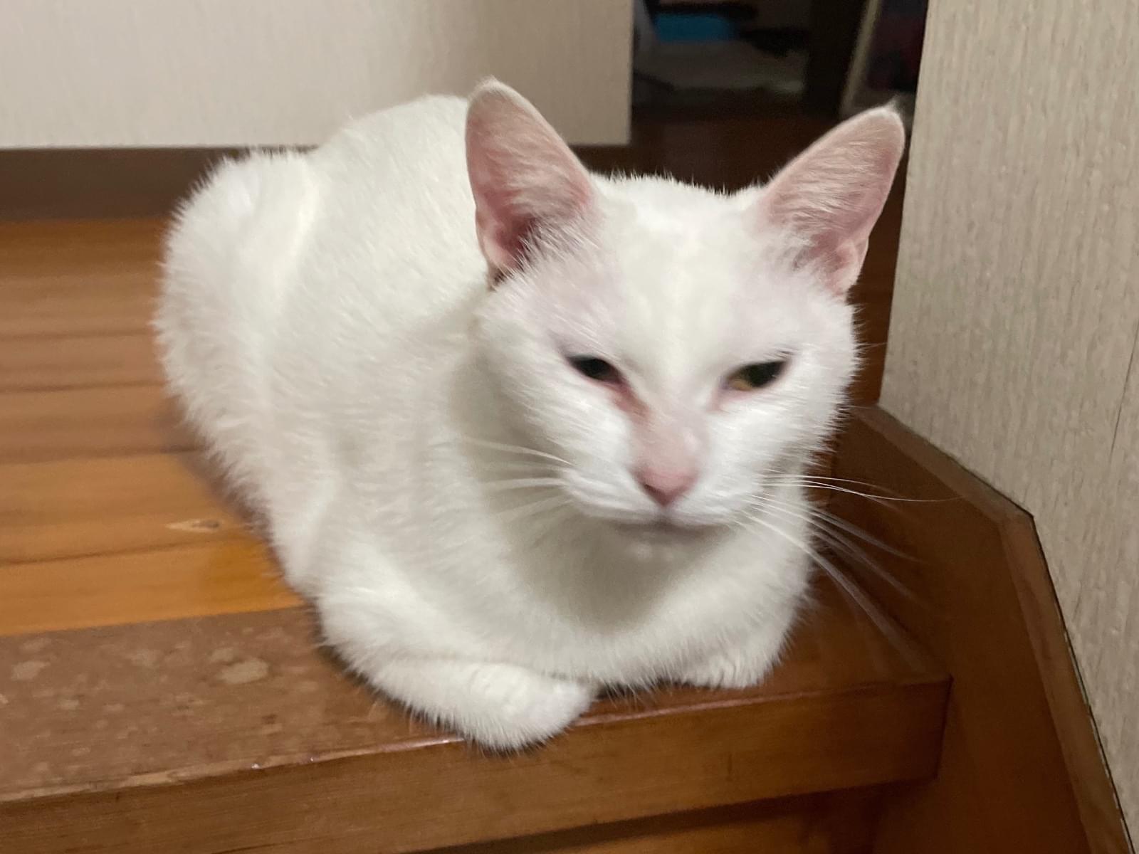 さくらちゃん さくらちゃん