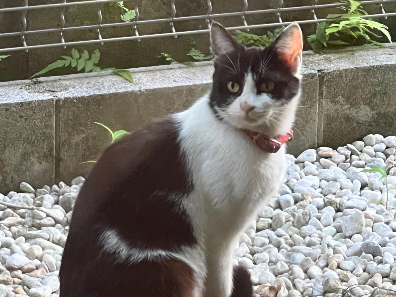 目撃された猫 目撃された猫