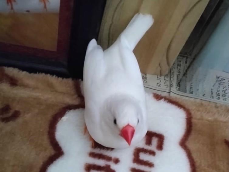 てんちゃん てんちゃん