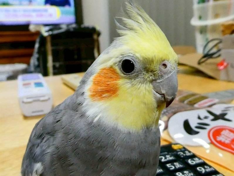 ちーちゃん