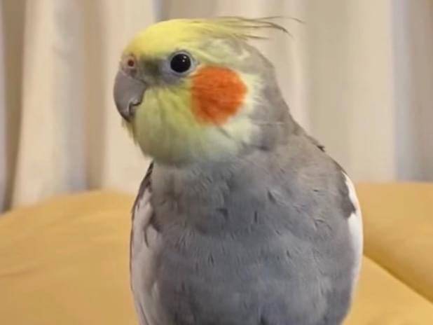 やわらちゃん やわらちゃん