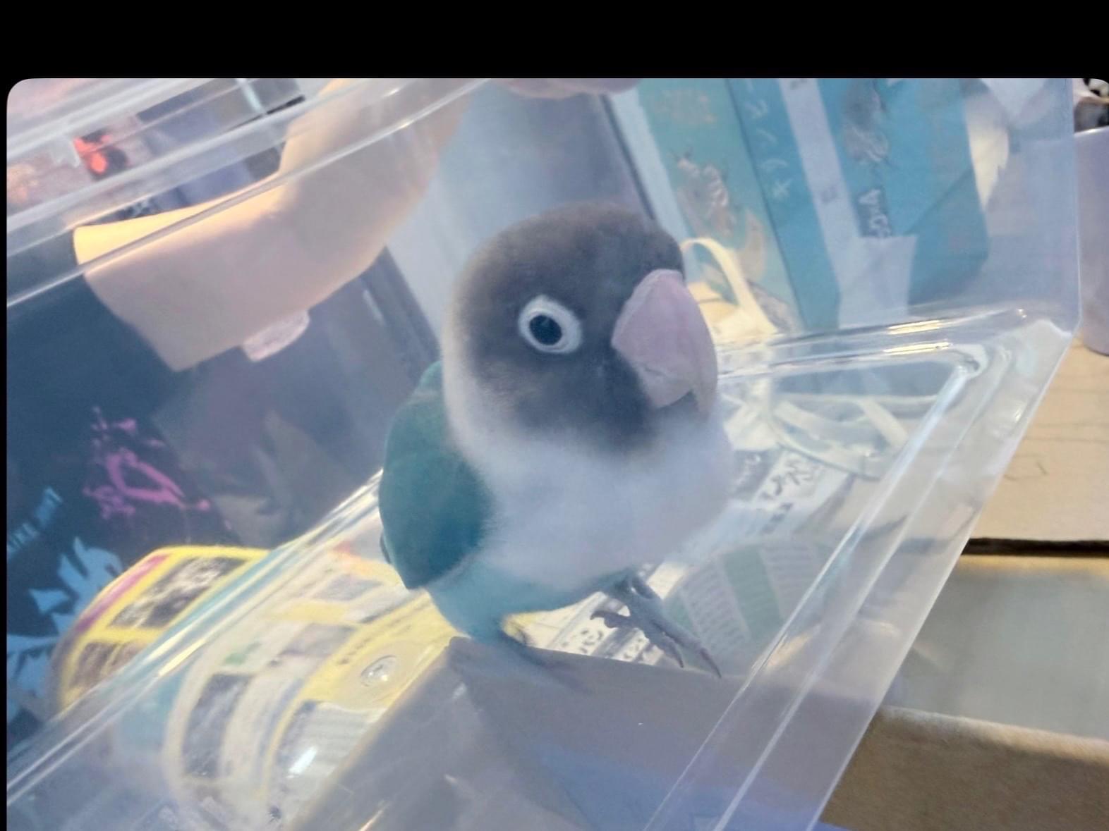 保護された鳥