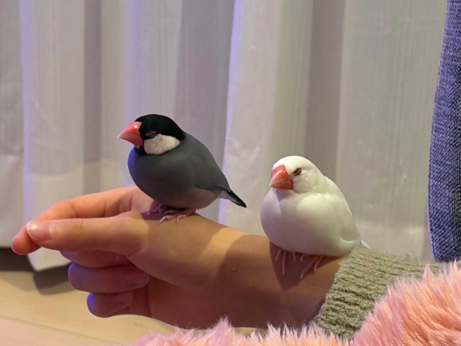 メイ 黒い子ですちゃん