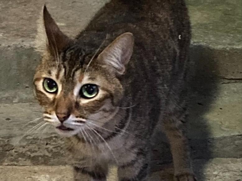 目撃された猫 目撃された猫