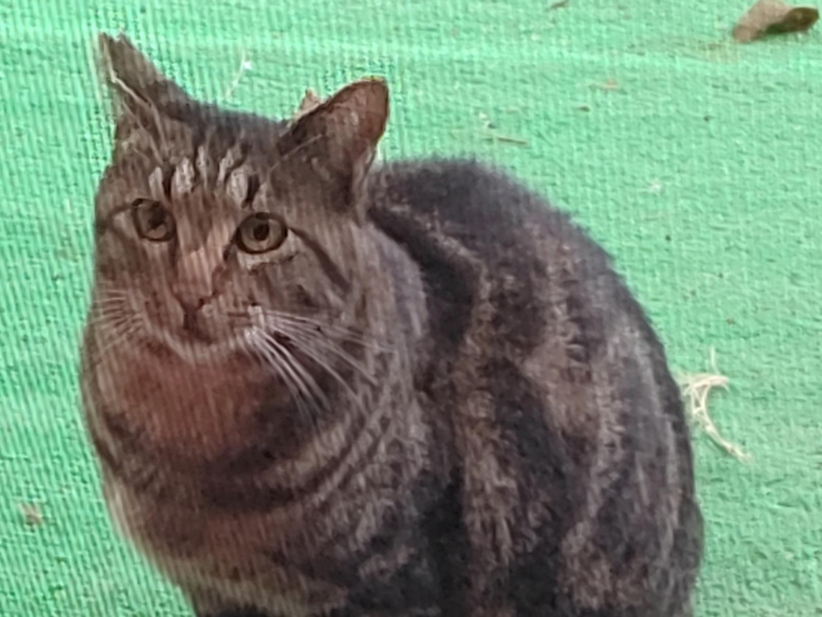 目撃された猫 目撃された猫