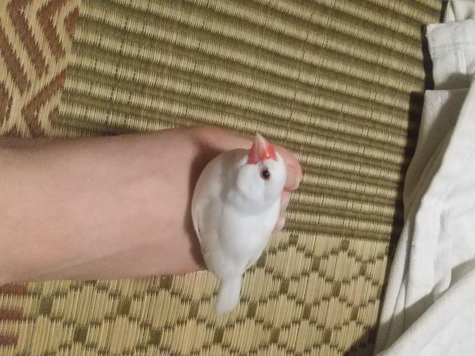 トットちゃん トットちゃん