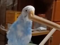 ピーちゃん ピーちゃん