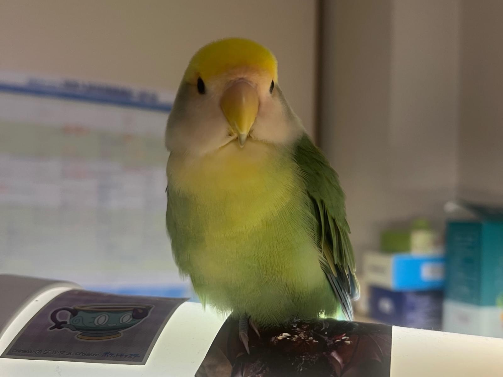 きくちゃん きくちゃん