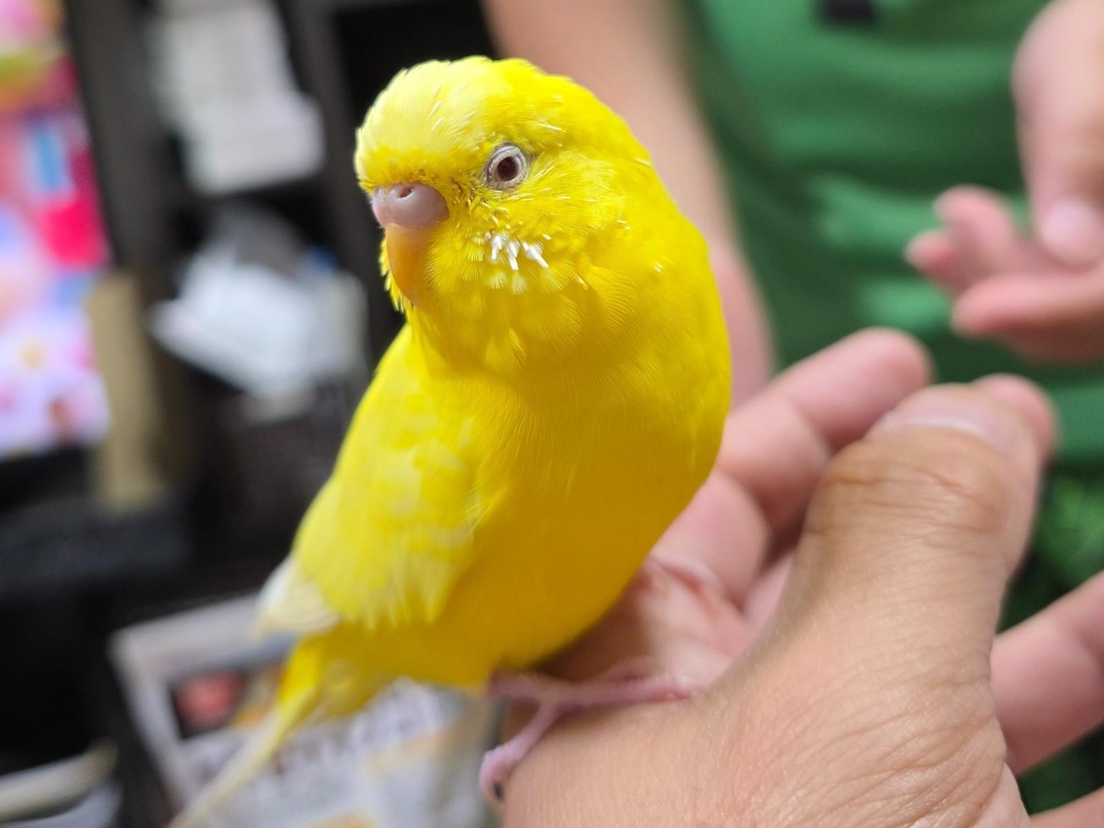 保護された鳥