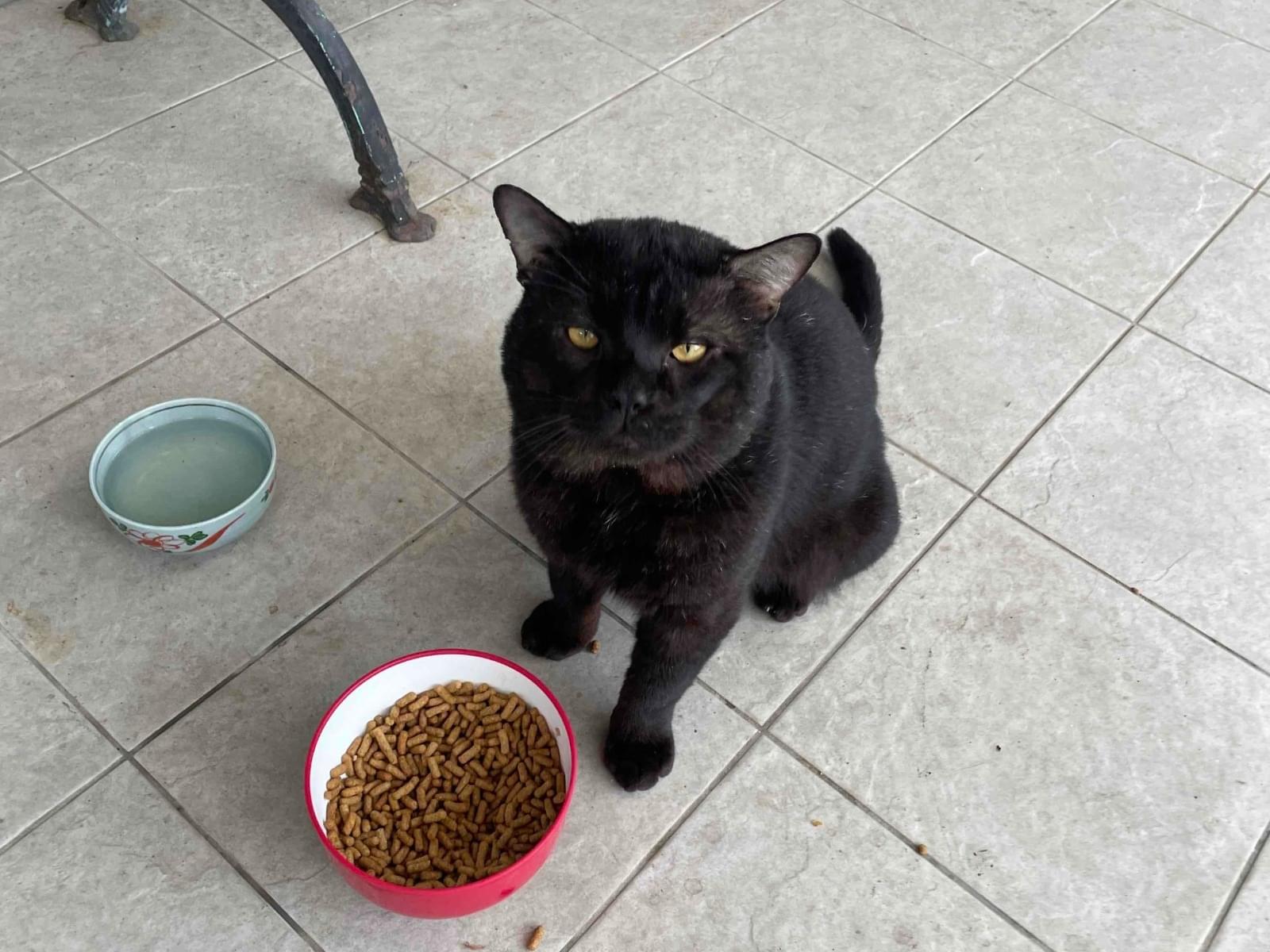 保護された猫 保護された猫