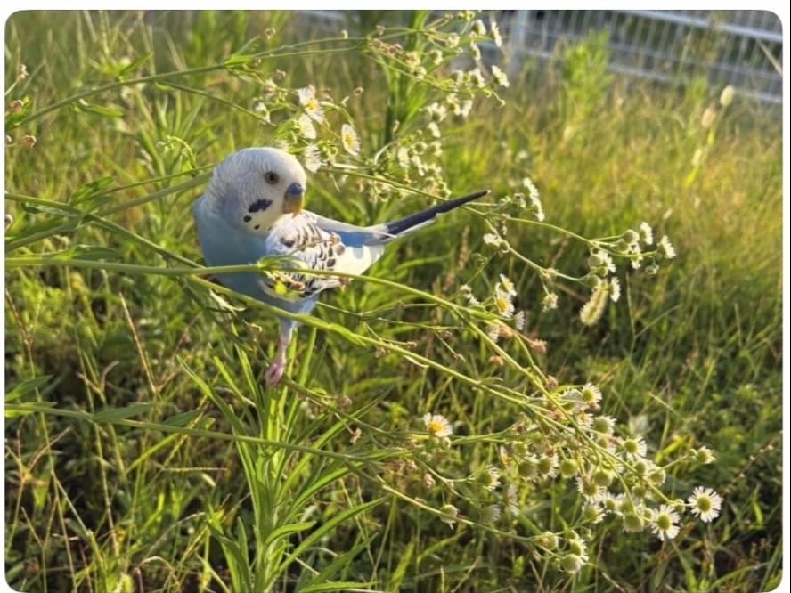 目撃された鳥 目撃された鳥