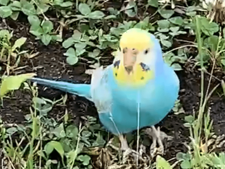 保護された鳥 保護された鳥