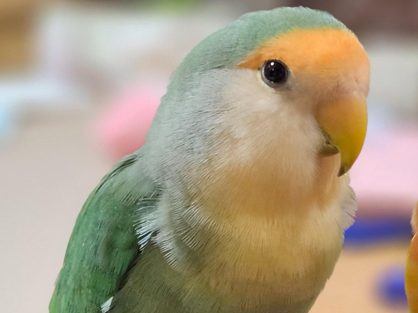 シーちゃん シーちゃん