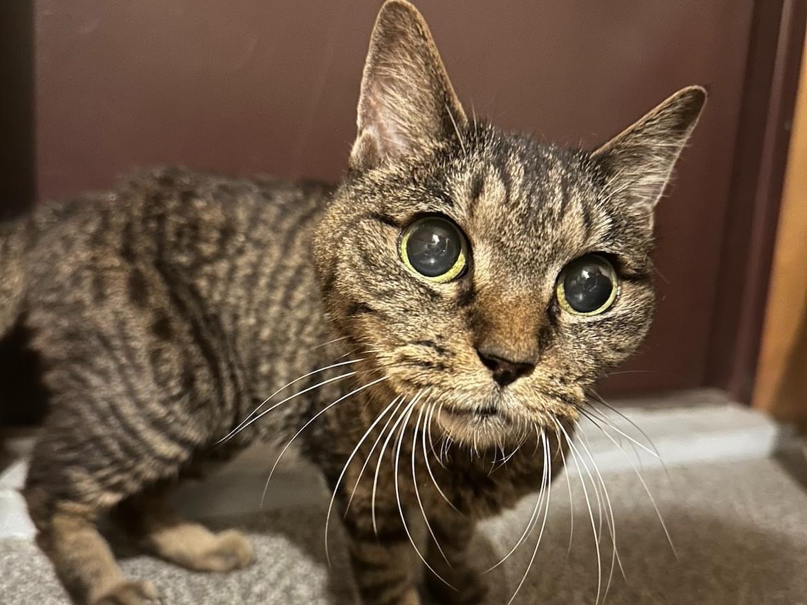 保護された猫 保護された猫
