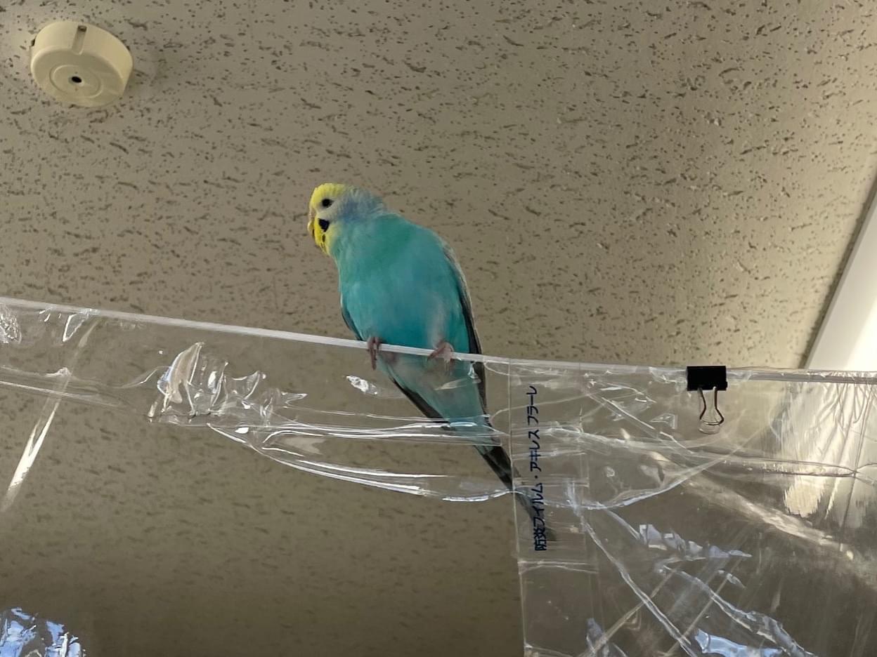保護された鳥 保護された鳥
