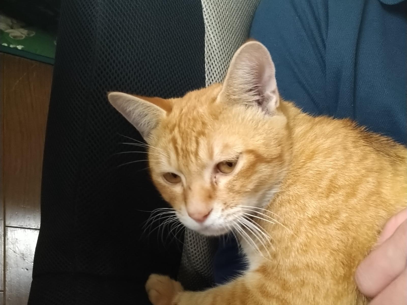 保護された猫 保護された猫