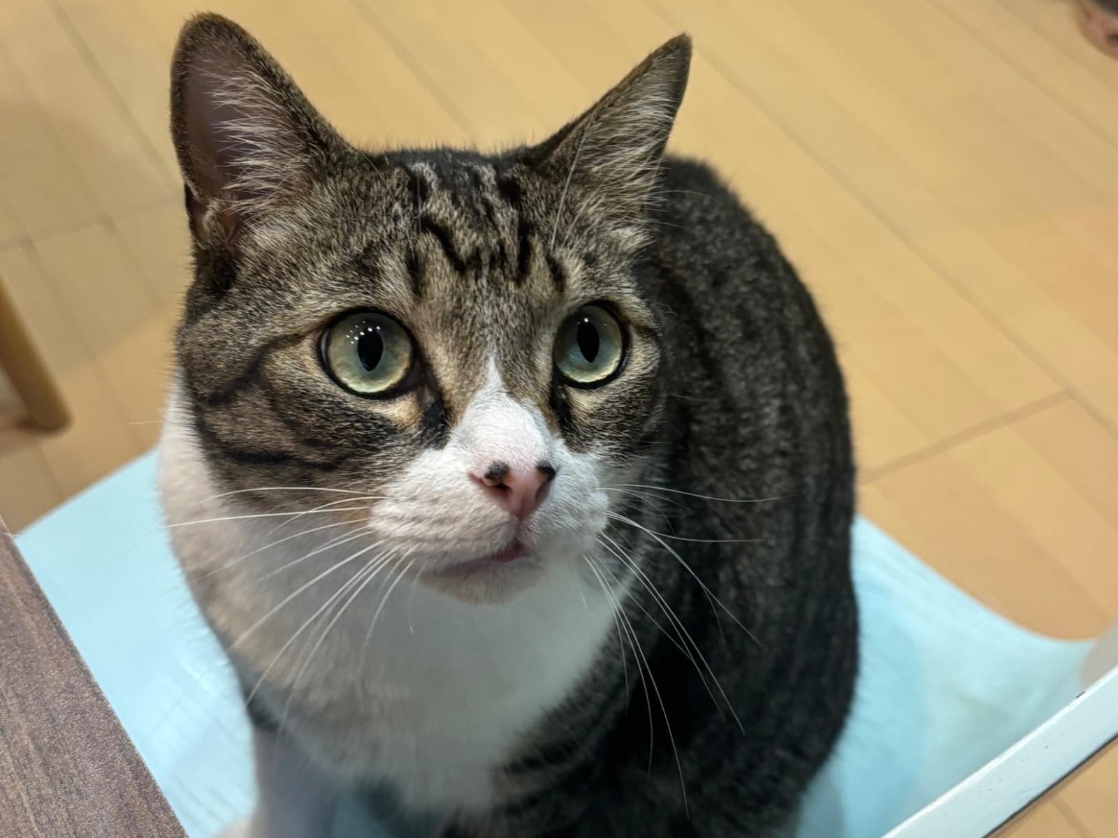 ももたちゃん ももたちゃん