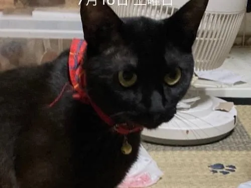 しっぽが長い黒猫探してます