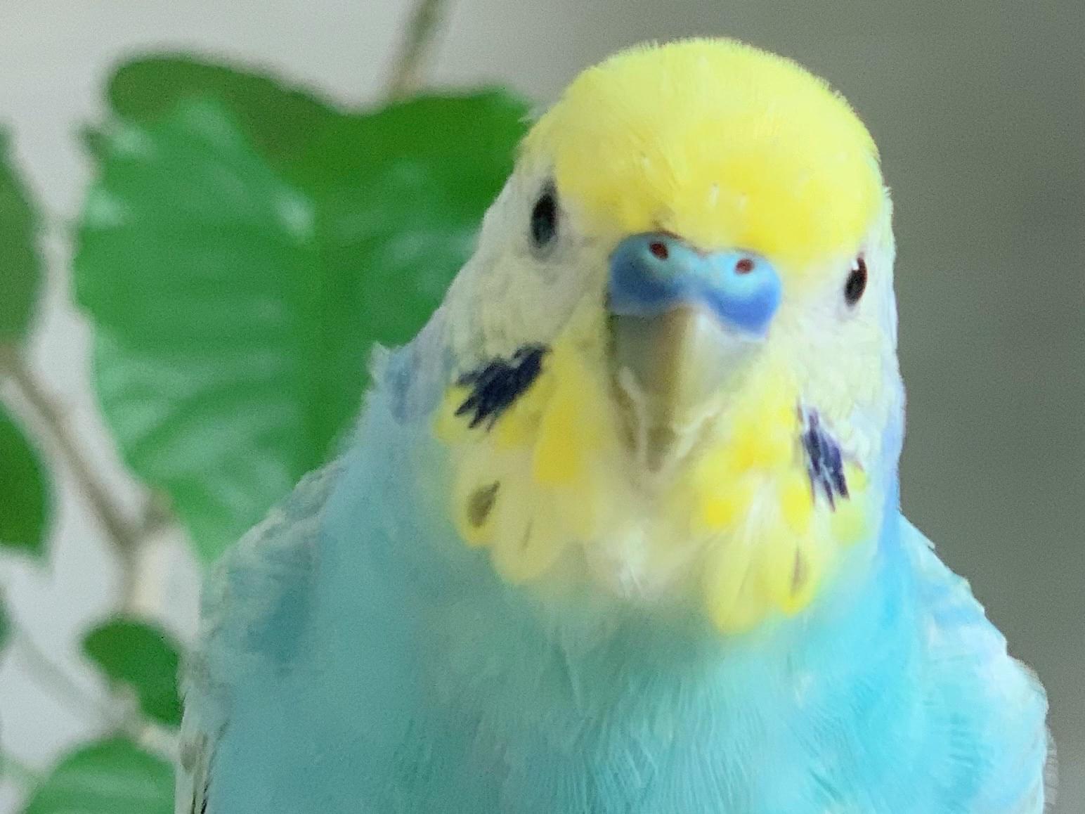 らぴちゃん らぴちゃん