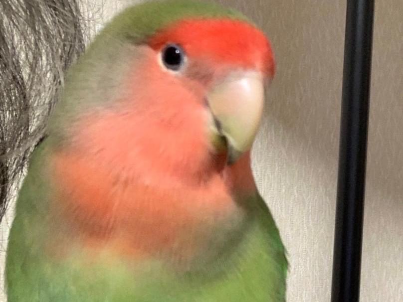 ジョイちゃん ジョイちゃん