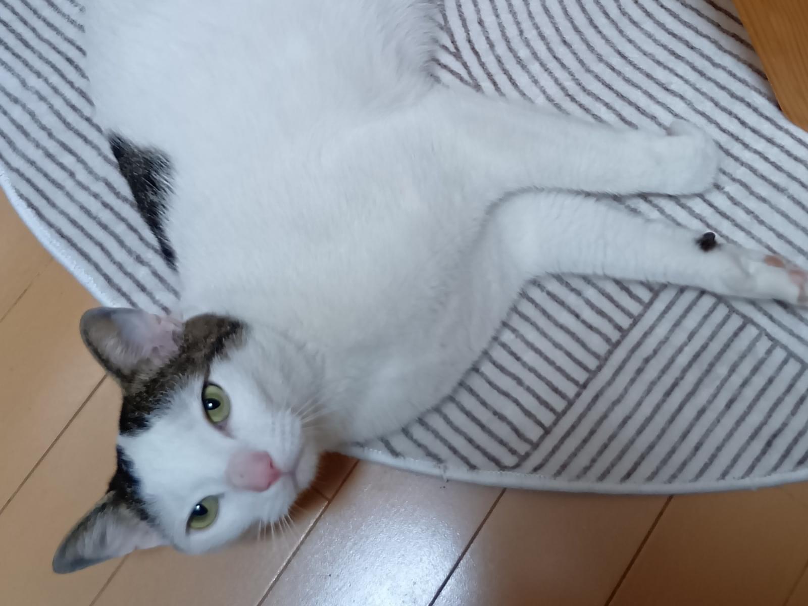 保護された猫 保護された猫