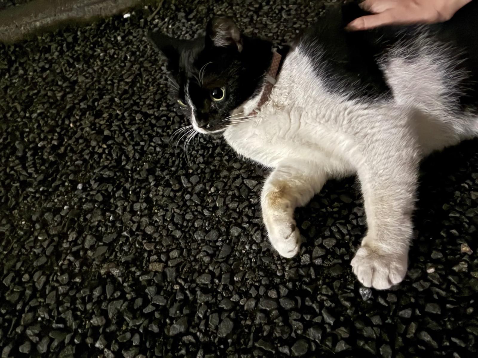 目撃された猫
