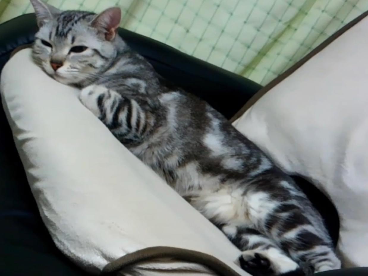 ノエルちゃん ノエルちゃん