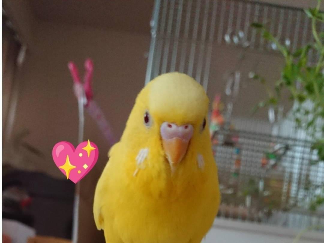 ぴーちゃん ぴーちゃん