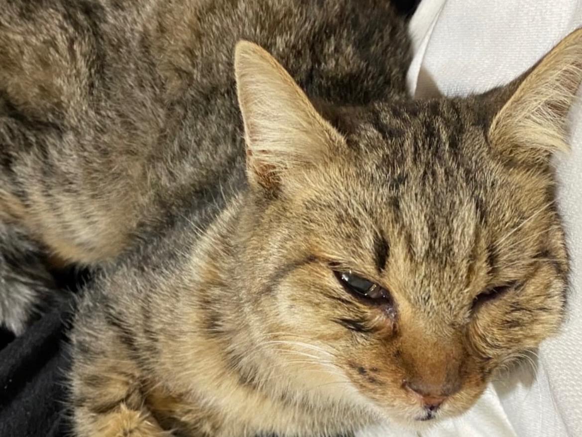 保護された猫 保護された猫