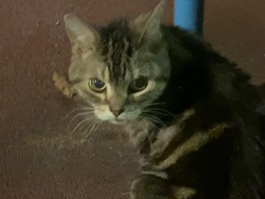 目撃された猫 目撃された猫