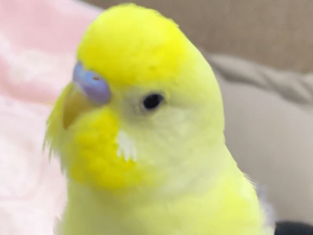 凛ちゃん 凛ちゃん
