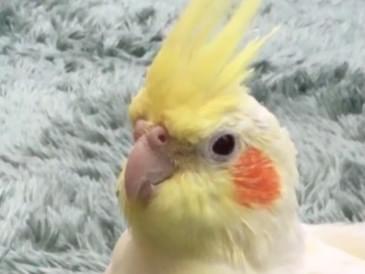 オトちゃん オトちゃん