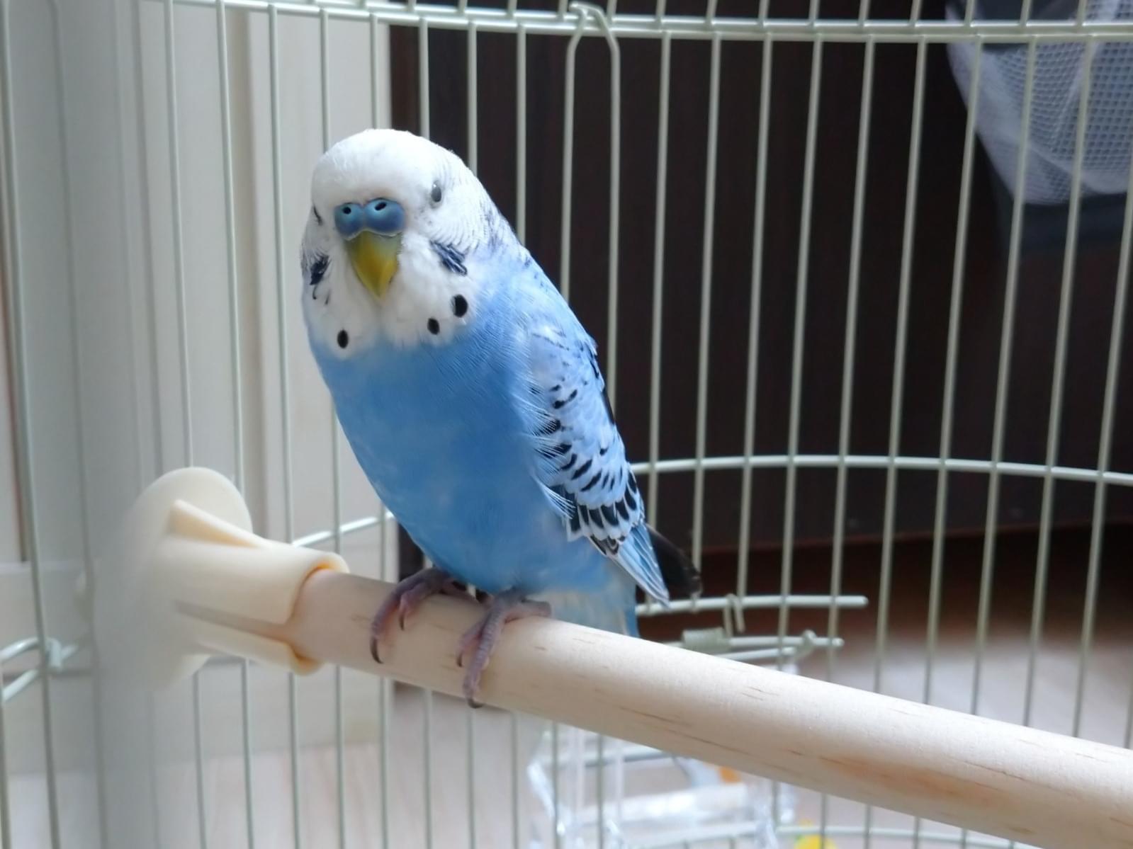 保護された鳥 保護された鳥