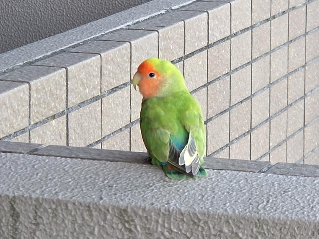 目撃された鳥 目撃された鳥