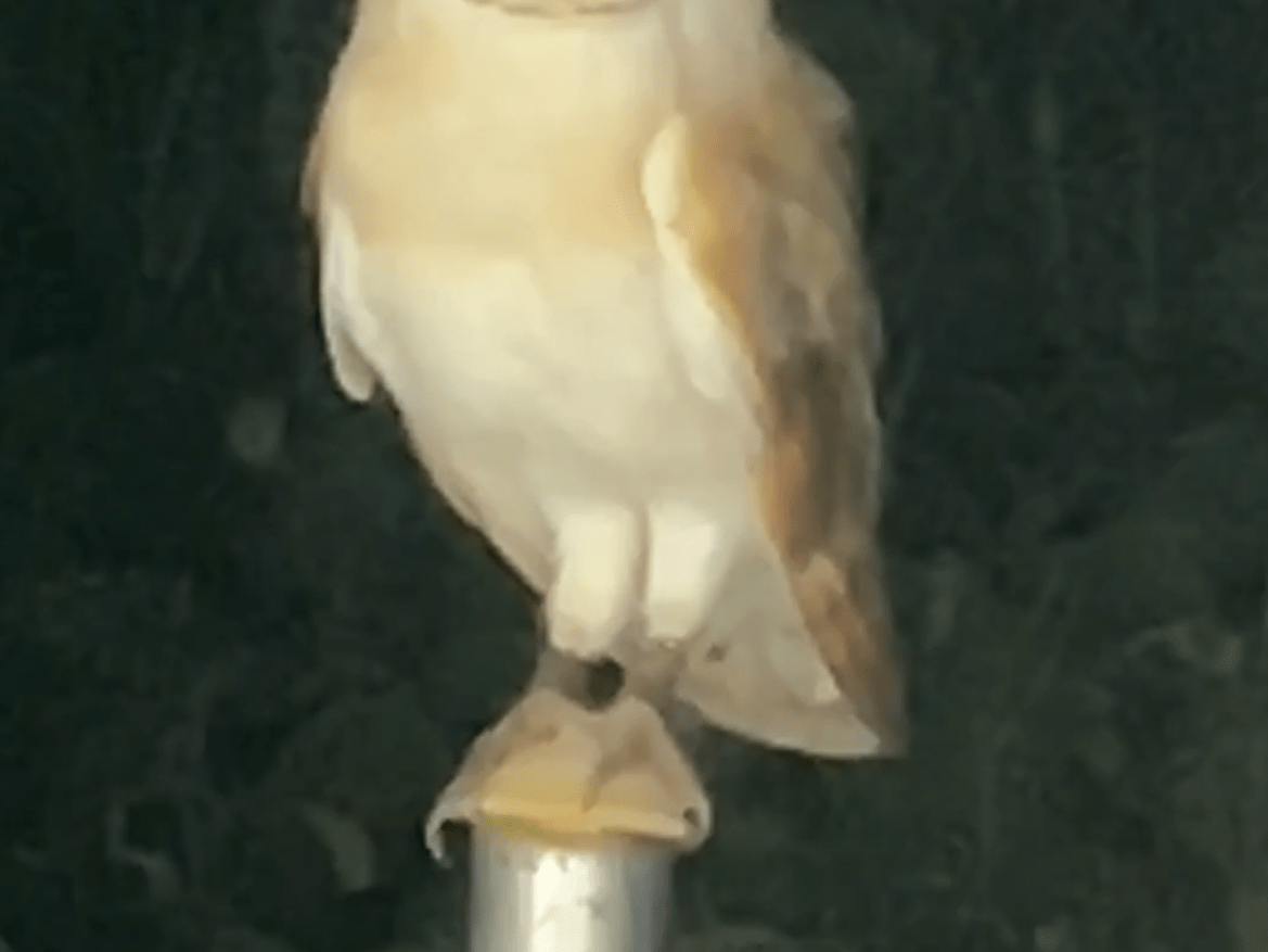 目撃された鳥