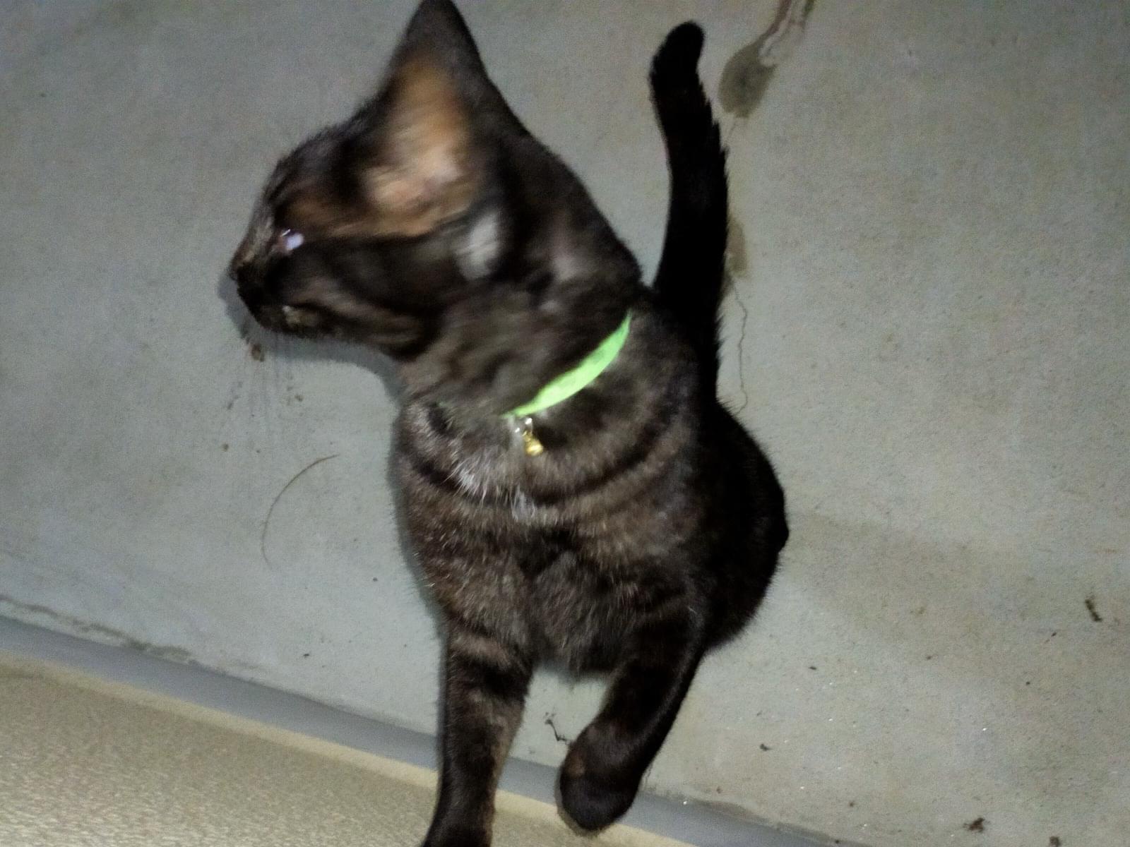 目撃された猫 目撃された猫