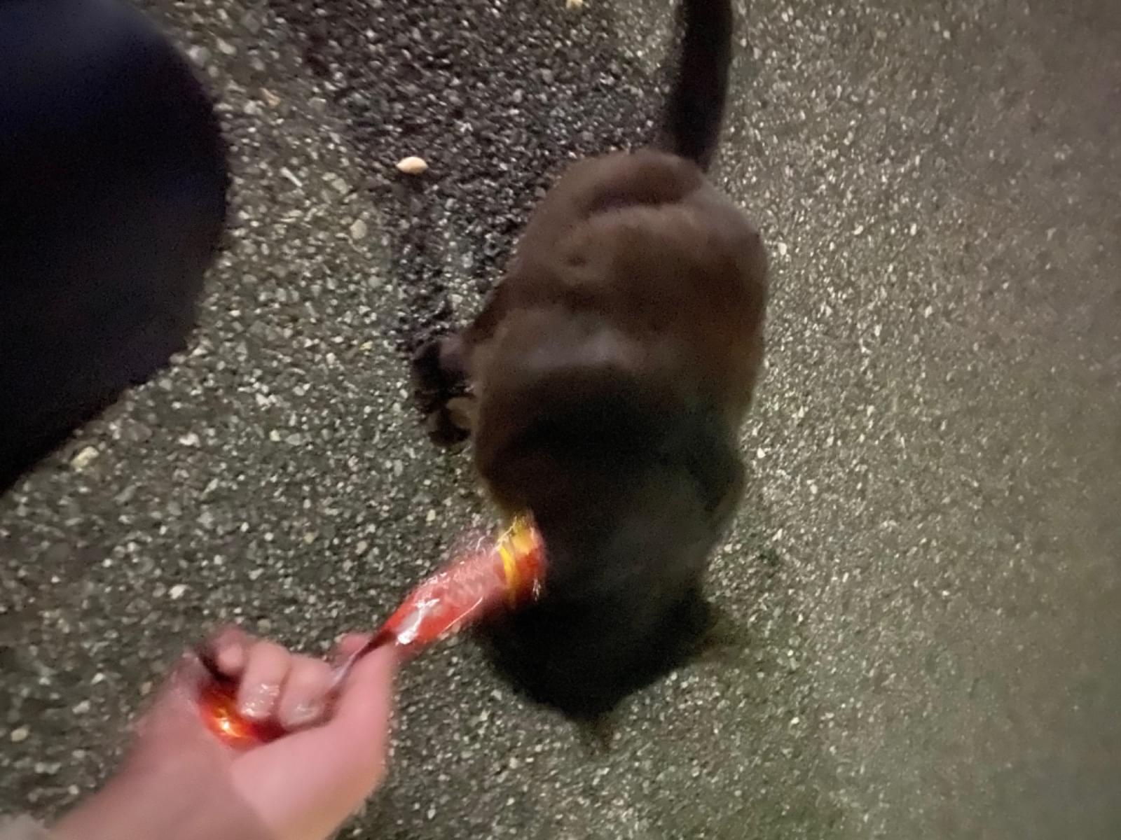 目撃された猫 目撃された猫