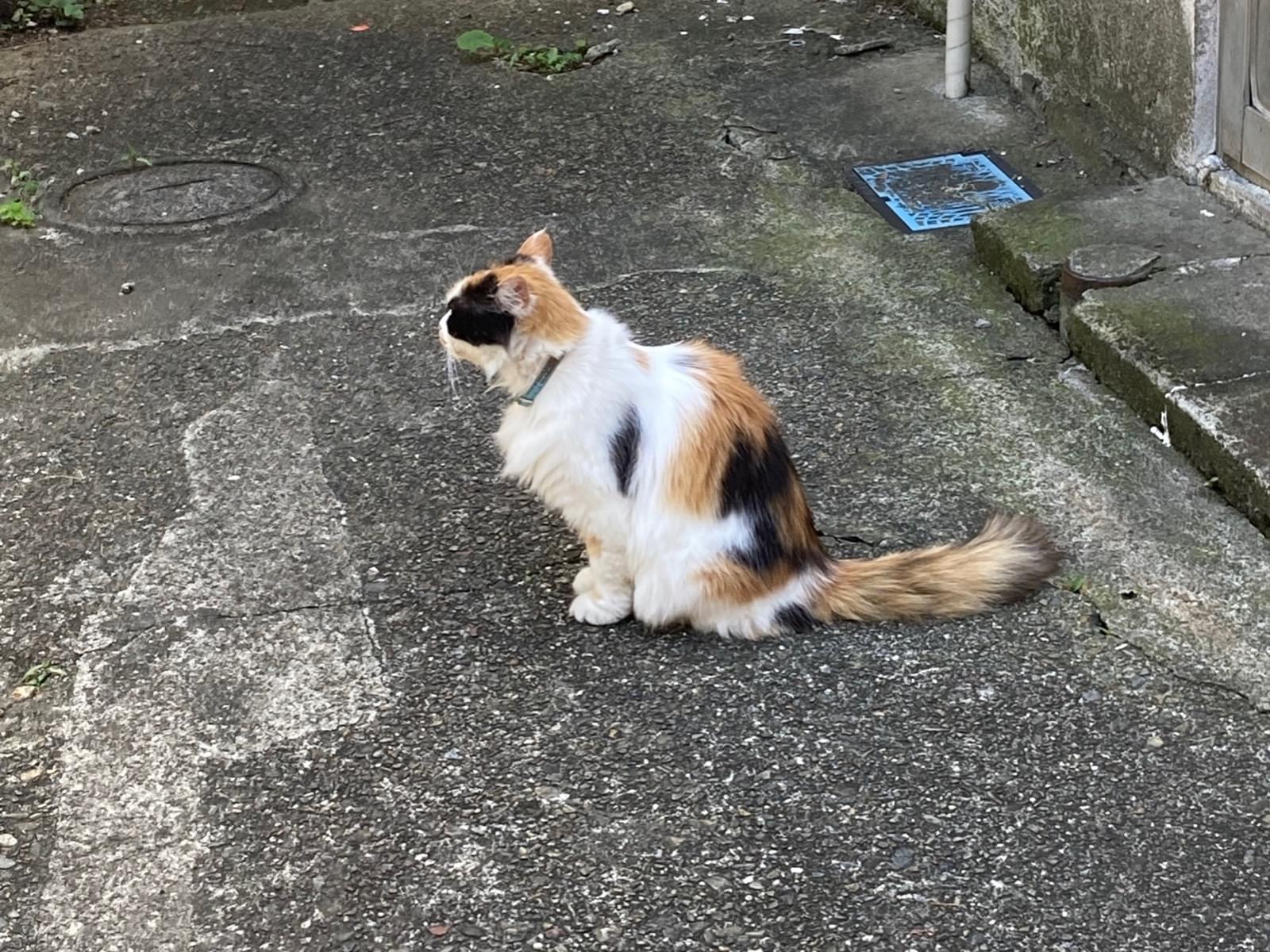 目撃された猫 目撃された猫