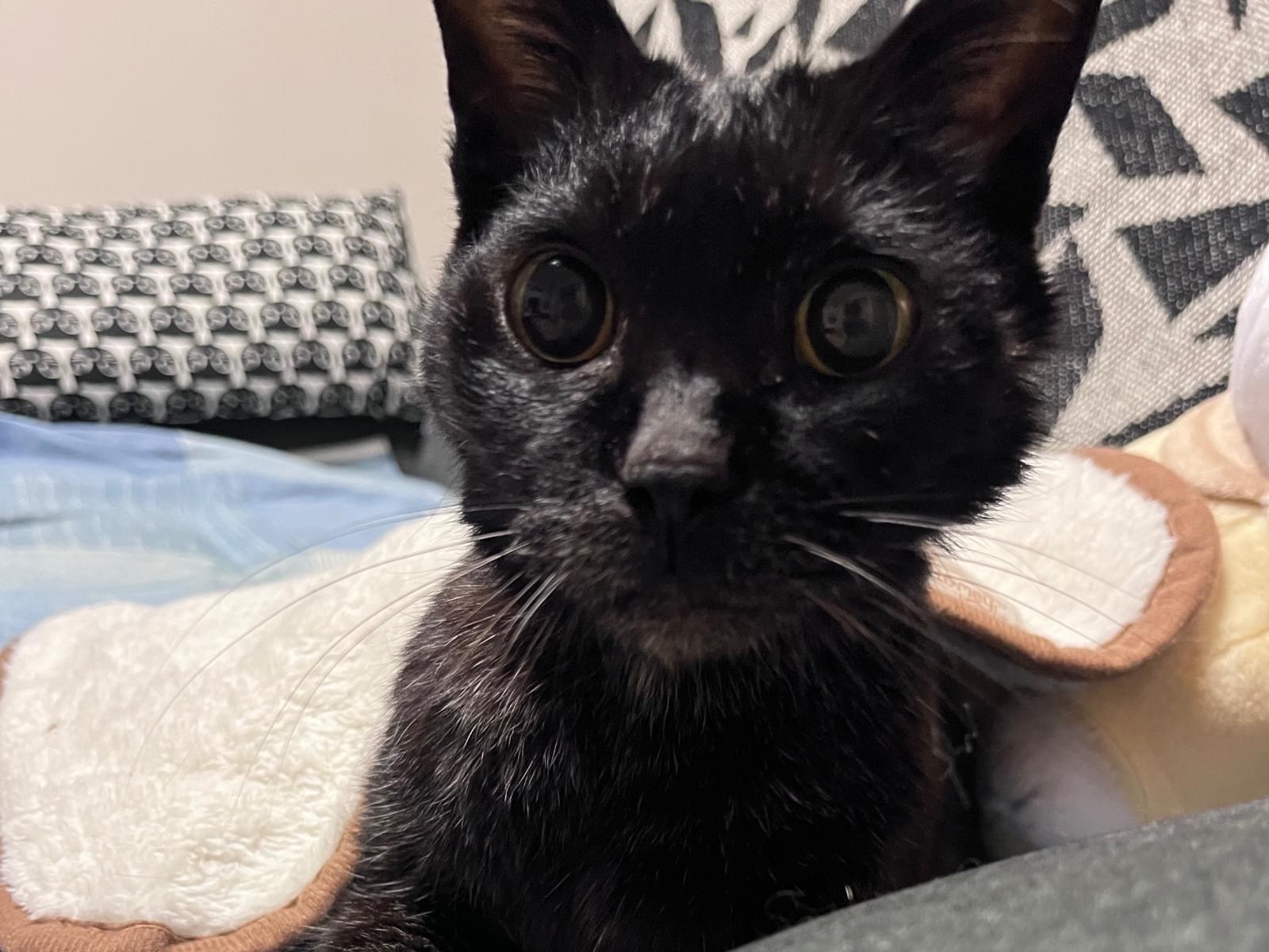 保護された猫 保護された猫
