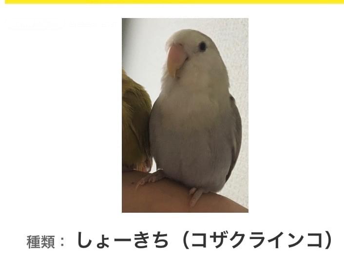 しょーきちちゃん しょーきちちゃん