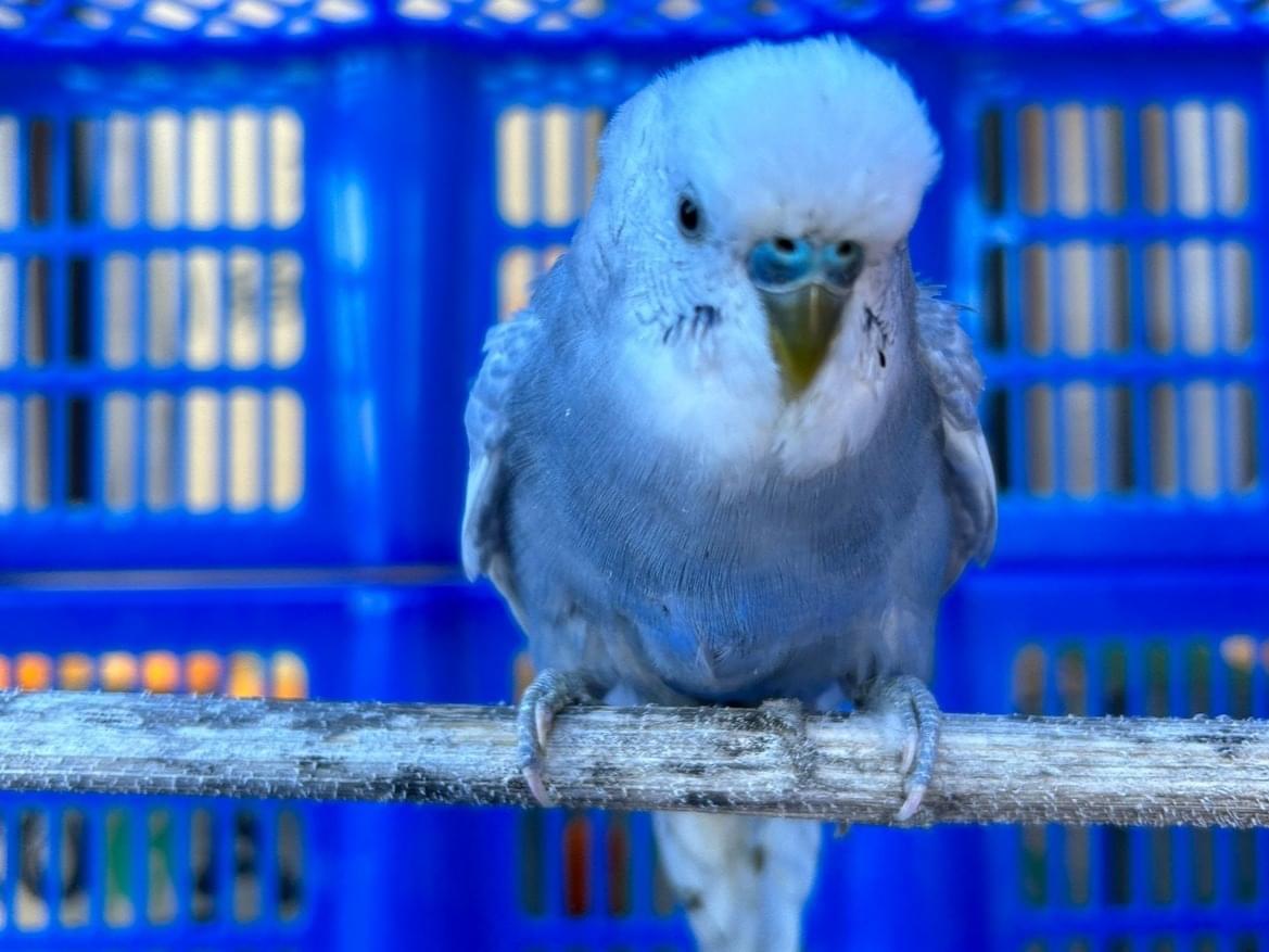 保護された鳥 保護された鳥