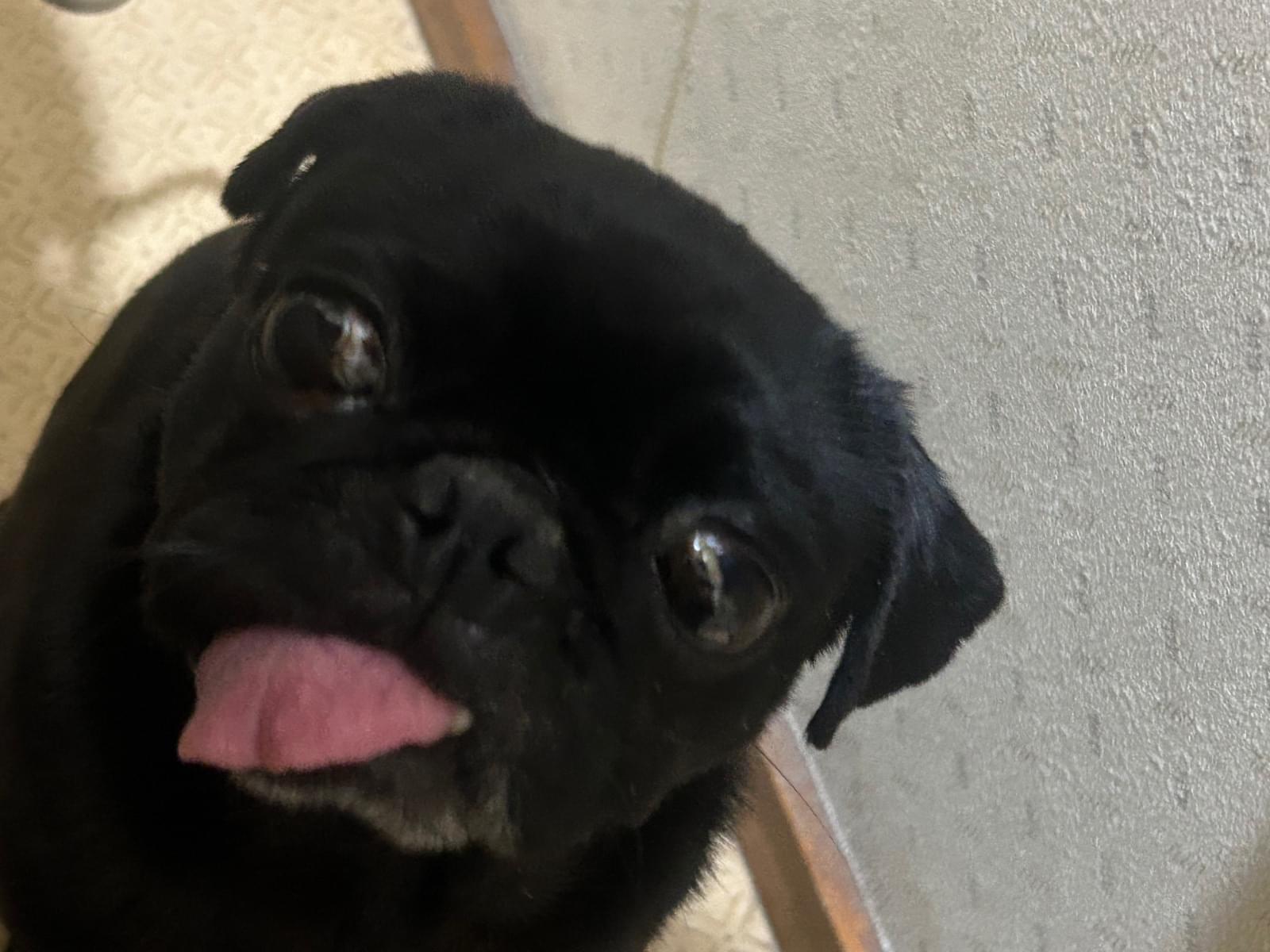 ぱぴーちゃん ぱぴーちゃん