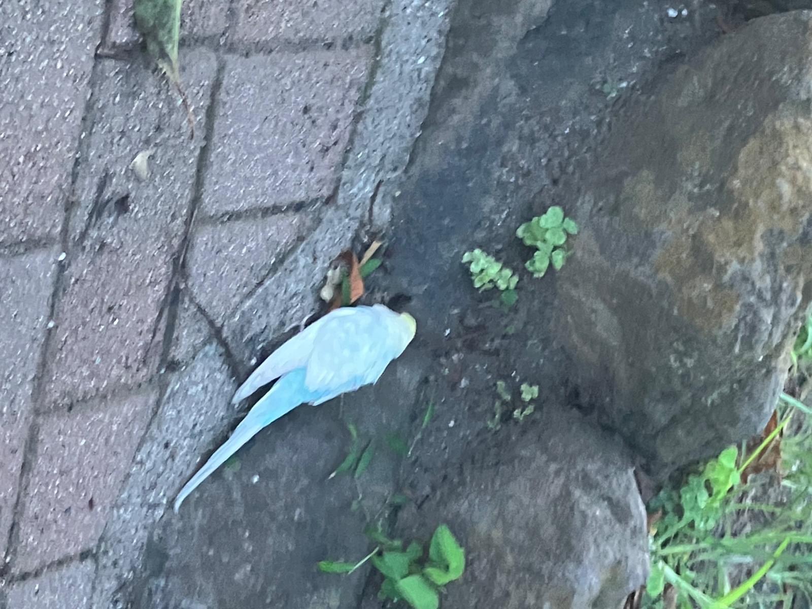 保護された鳥