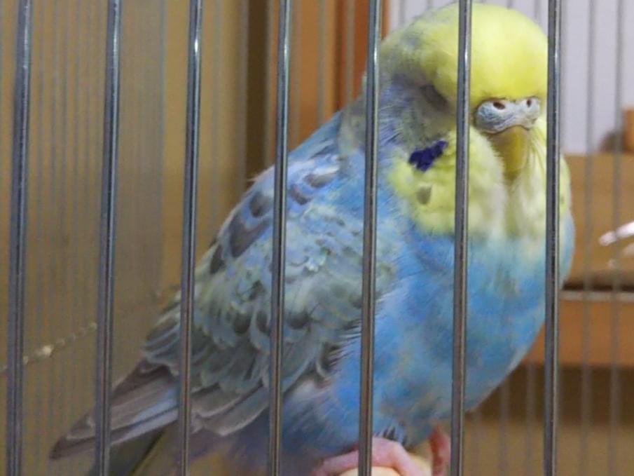 保護された鳥 保護された鳥