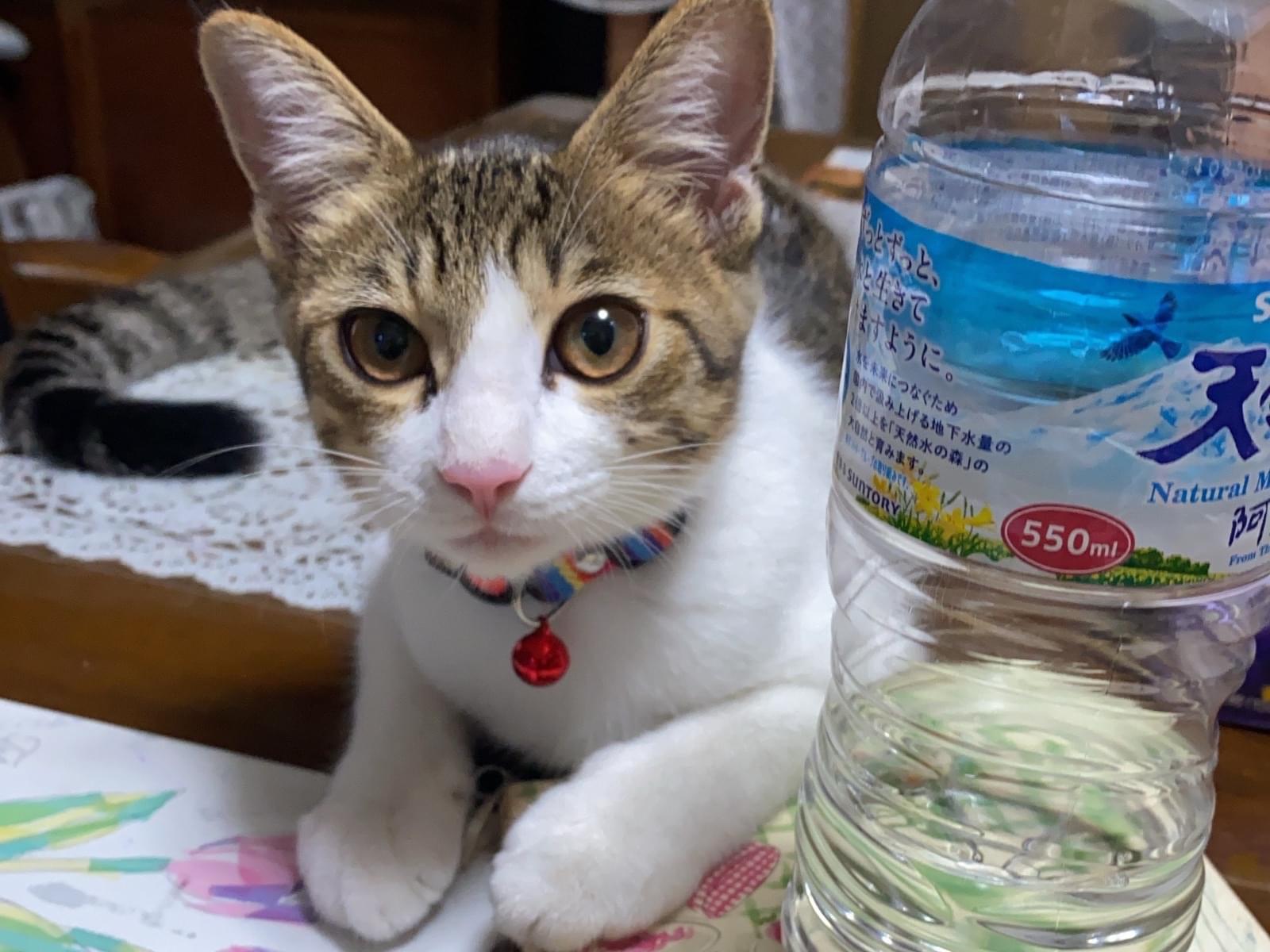 ふーちゃん ふーちゃん