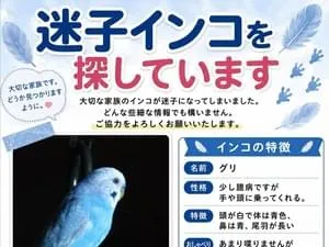 2026年7月20日16時30分頃大津市大江でセキセイインコが居なくなりました。