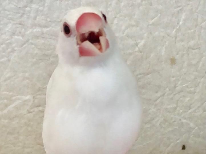 こもちちゃん こもちちゃん